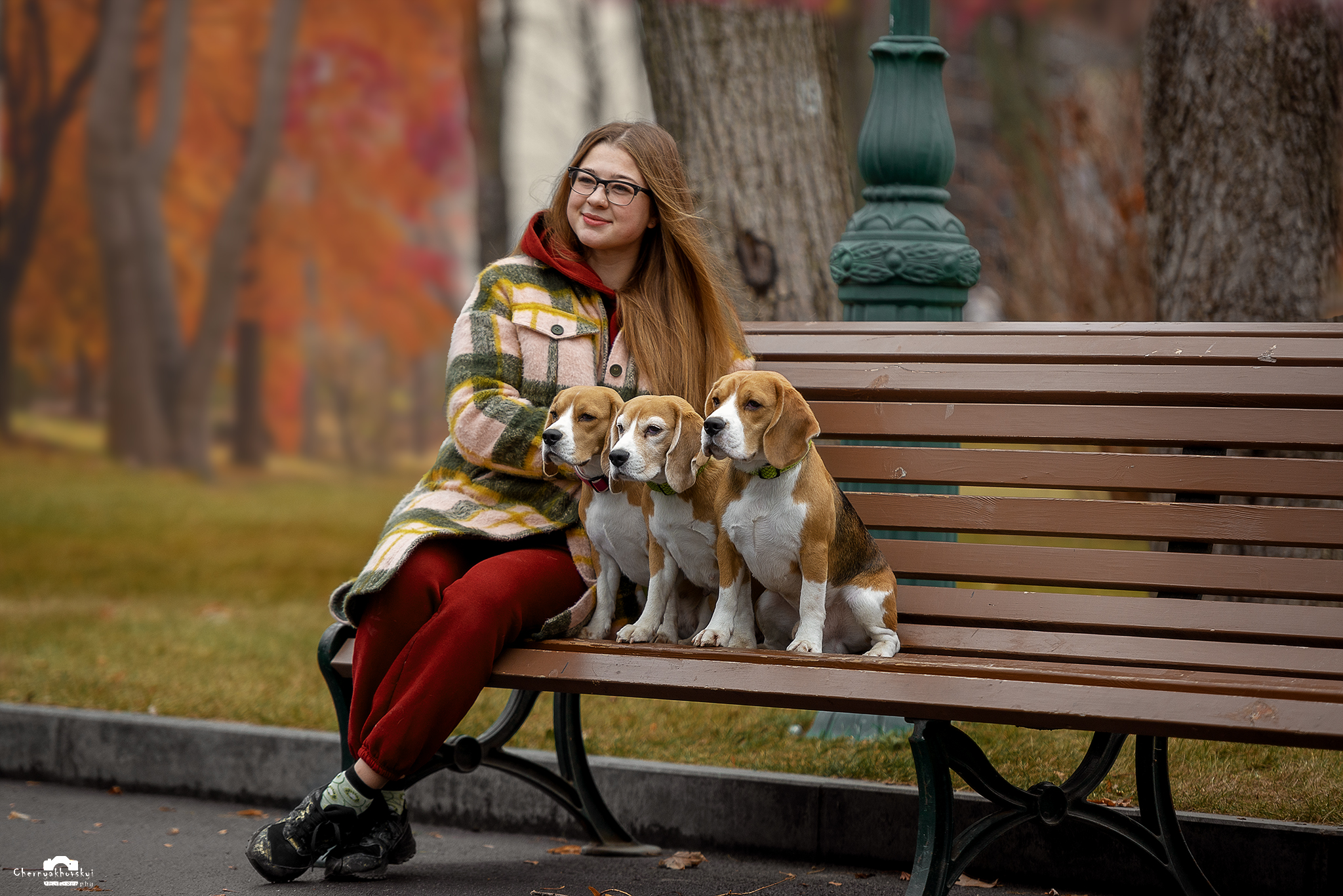 All kennel beagles